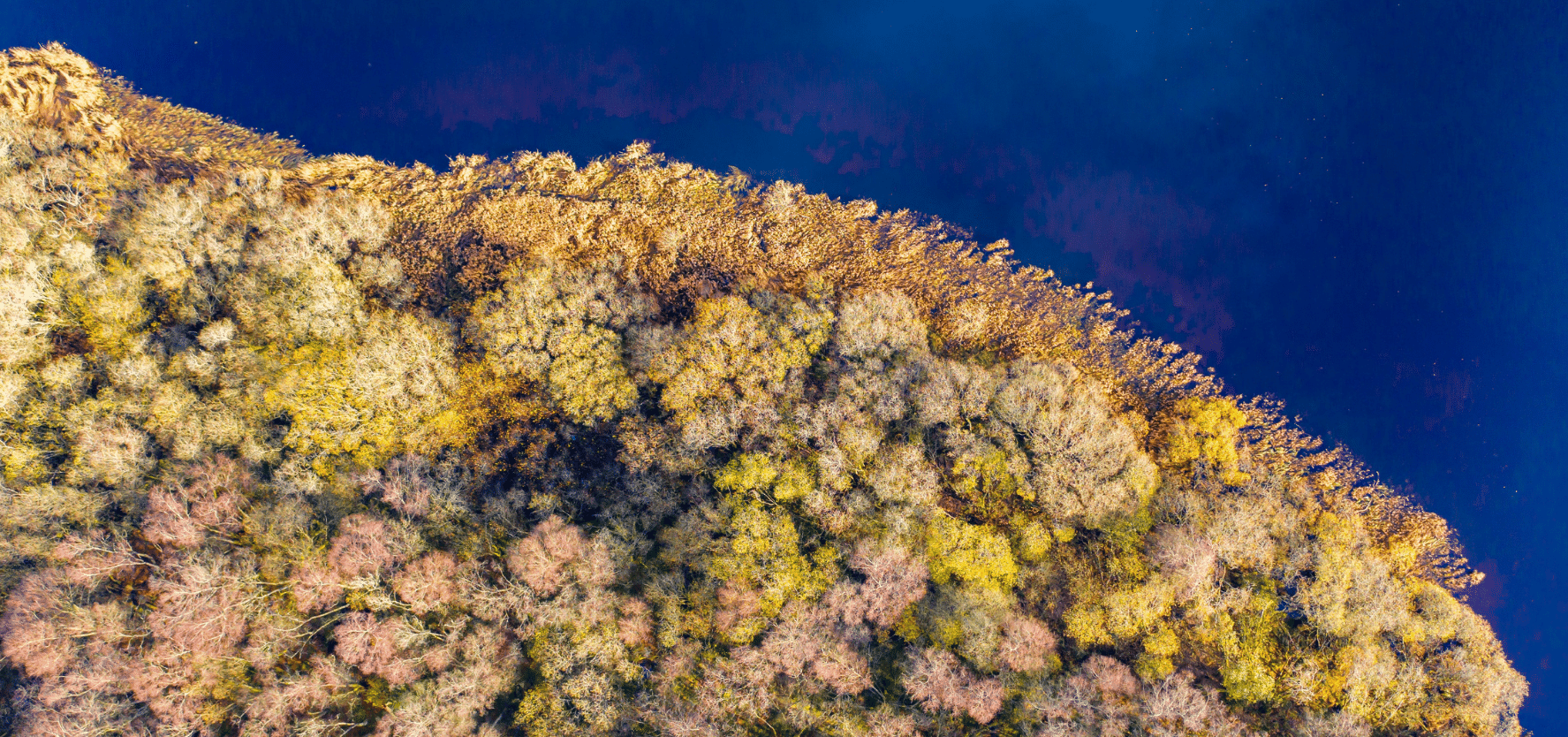 The view from a drone of trees starting to show their autumn colours on a bright calm day in Dumfries and Galloway south west Scotland. Picture: iStock